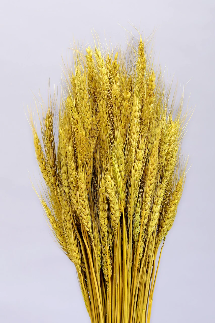 WHEATGRASS-YELLOW COLOUR
